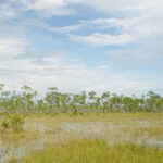 Everglades NP