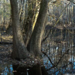 Congaree NP – The Newest of the National Parks