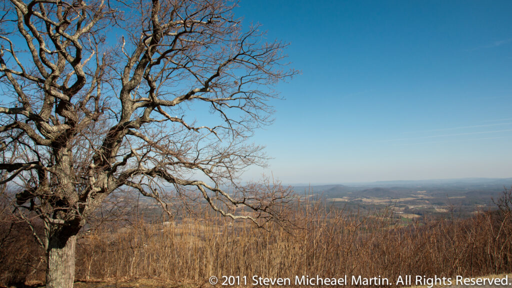 A large bare tree stands at left above tawny grasses, with its branches stretching across a distant rural valley.