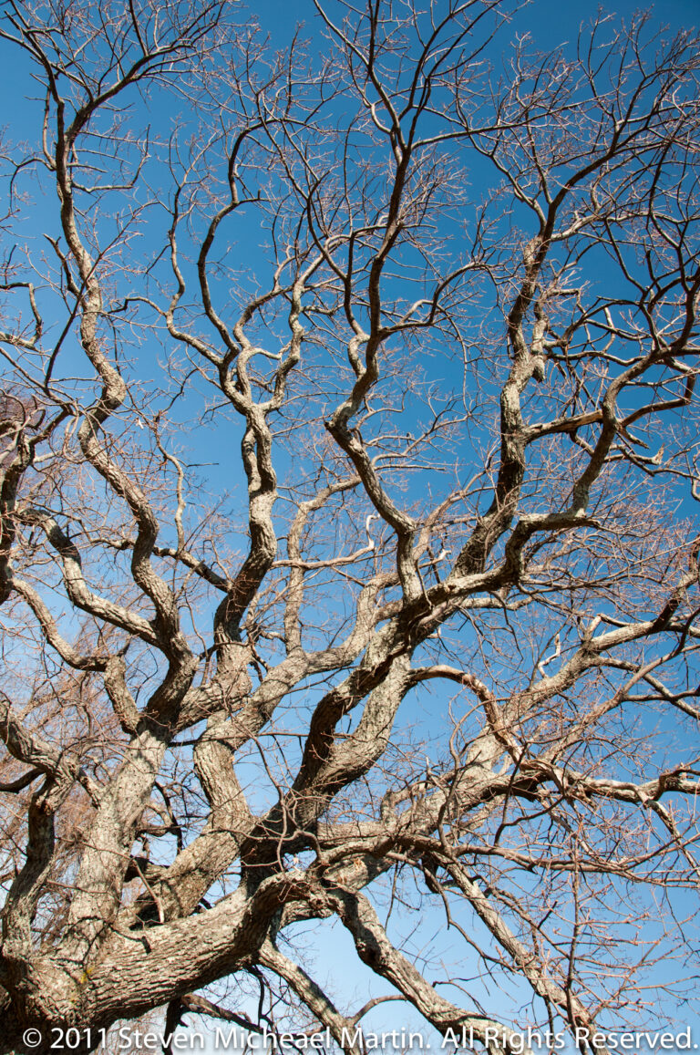 A close view of thick, twisting leafless branches crosses a clear blue sky.