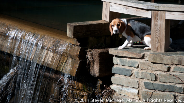 A tricolor beagle stands on a stone ledge beneath a wooden bridge beside falling water.