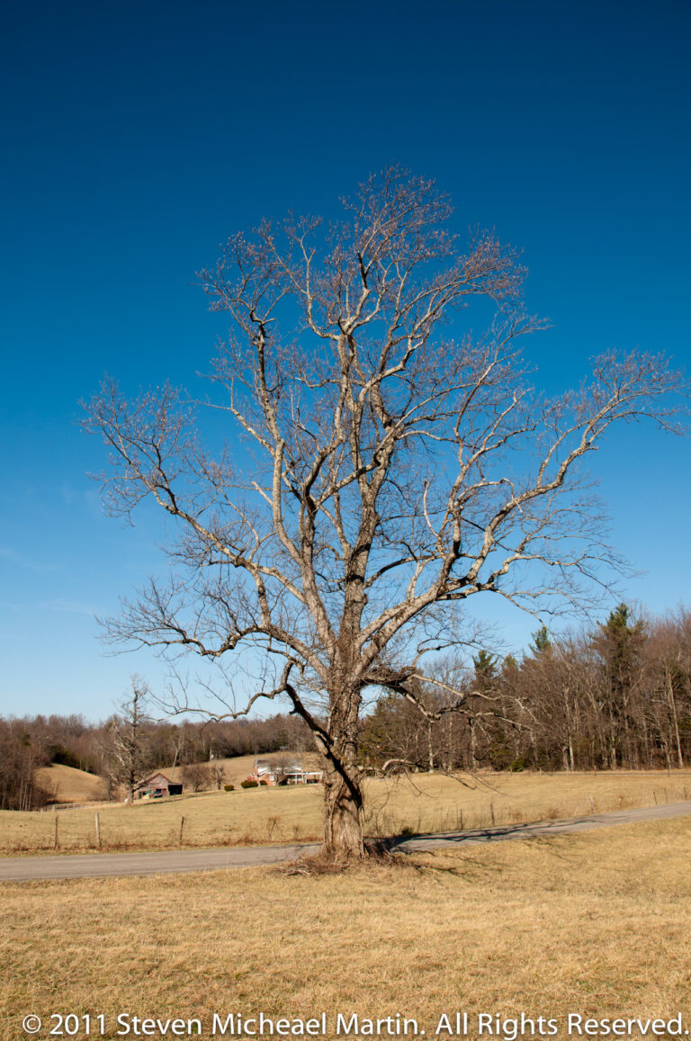 A large bare tree rises from a tawny field beside a road, with small farm buildings in the distance.