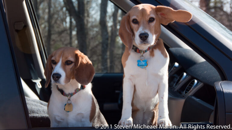 Two brown, black, and white hounds sit at an open car window, one standing upright and both wearing collars.