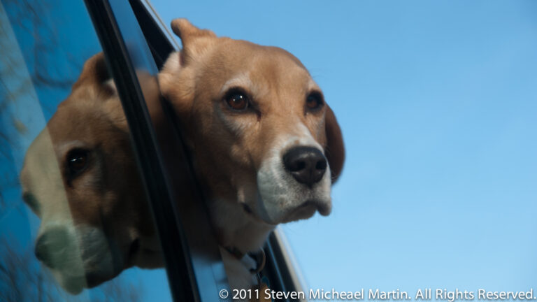 A brown-and-white dog leans from a car window, looking to the right against a blue sky.