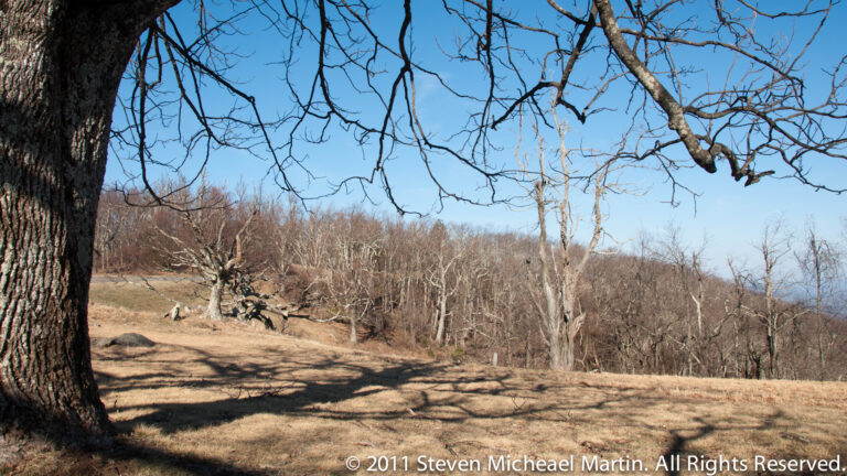 A large tree trunk frames a grassy clearing, while bare branches extend overhead and rocks sit near the tree line.