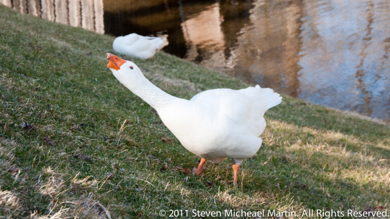 A white goose with an orange bill stands on the grassy bank beside a pond, with another white bird behind it.