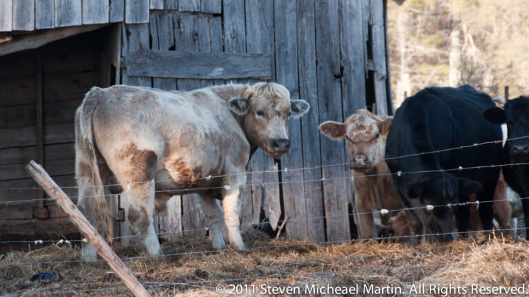 Pale cow and calf stand with a black cow behind a wire fence beside a weathered barn.