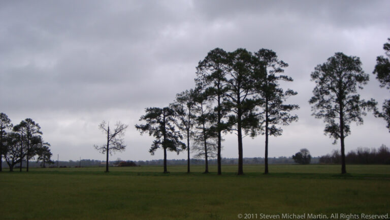 Tall pine trees stand in an open field beneath a broad gray clouded sky.