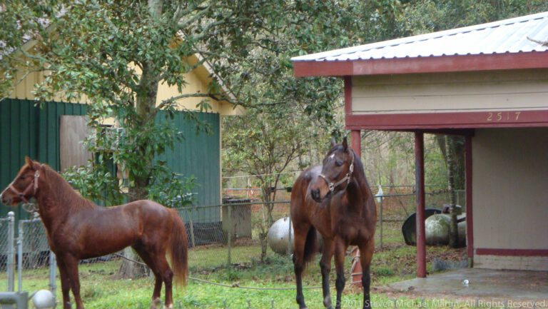 Two saddled horses stand beside a low building in a fenced yard.