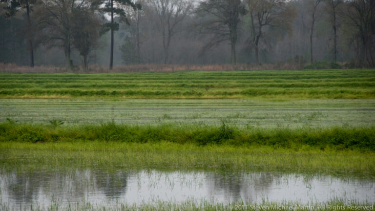 Shallow water and green pasture form horizontal bands before a misty line of trees.