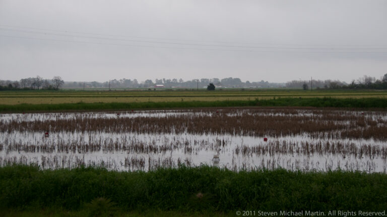 Rows of low vegetation stand in shallow water, with red markers and fields beyond.