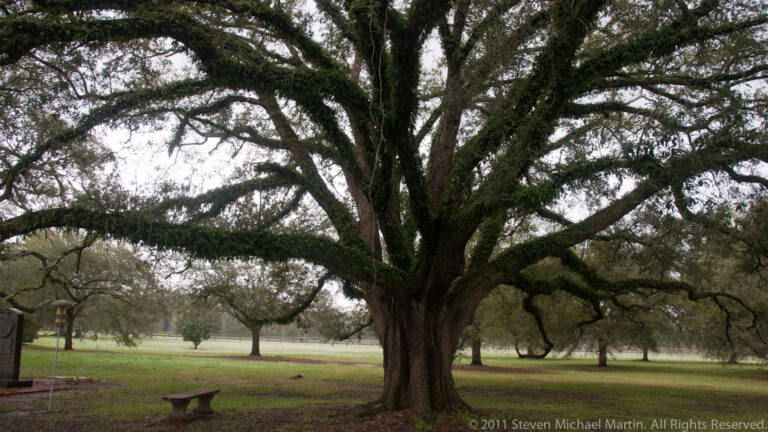 A massive live oak with low spreading limbs shades a bench and open lawn.