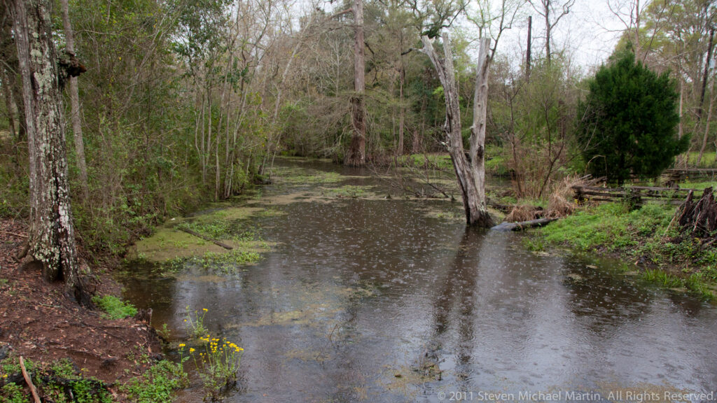 A quiet, shallow waterway winds through trees and green wetland vegetation under overcast light.