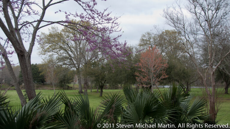 Palmetto fronds frame a grassy park lawn with purple-flowering and bare trees.