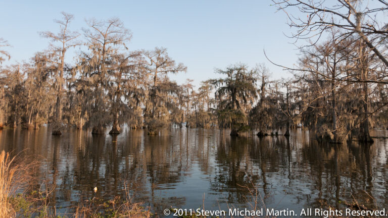 Cypress trees with hanging moss stand in a broad pool, reflected in still water.