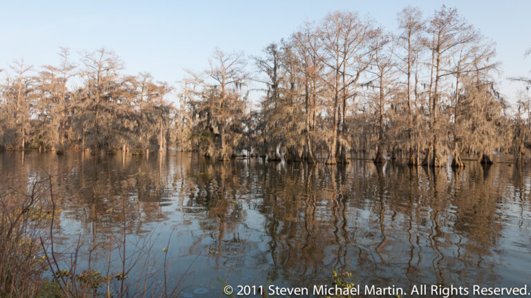 Bare cypress trees with hanging moss line a quiet lake, their trunks and branches mirrored in the water.