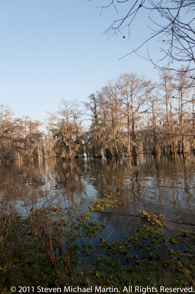 Still wetland water with floating plants in the foreground and leafless cypress trees reflected along the far bank.