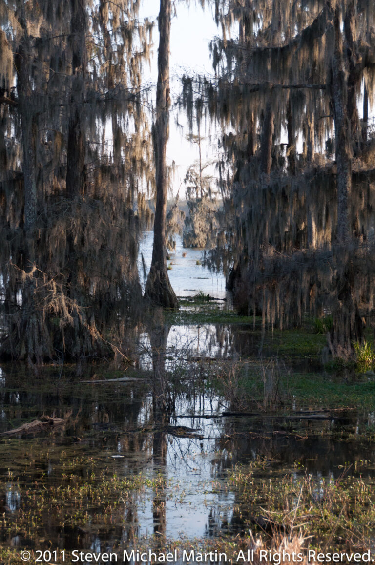 Spanish moss and cypress trunks mirror across a dark swamp channel interrupted by floating plants.