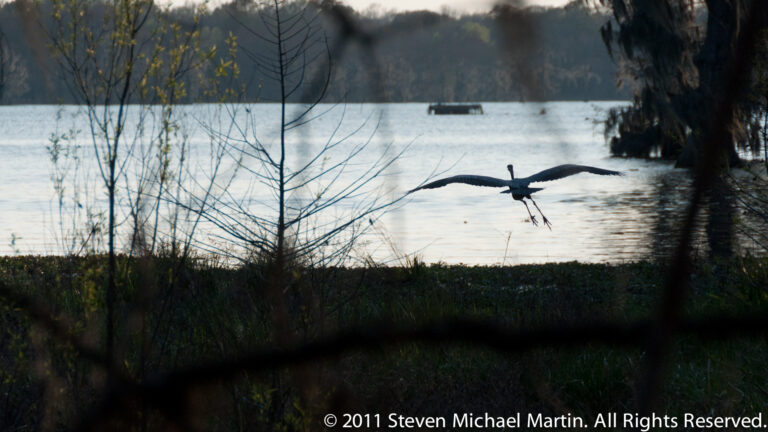 A dark long-necked waterbird flies low over a lake with its wings spread and legs trailing.