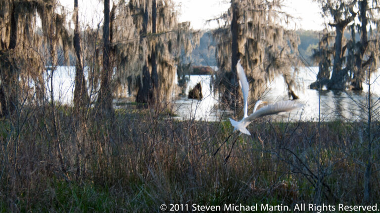 A white great egret lifts above marsh reeds with its wings angled downward; another bird is partly visible nearby.