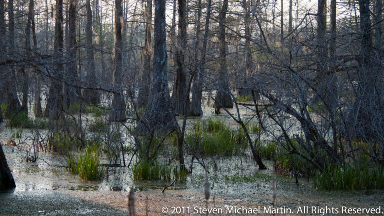 Pale flooded ground with duckweed and reeds extends beneath rows of bare trees in a cypress woodland.