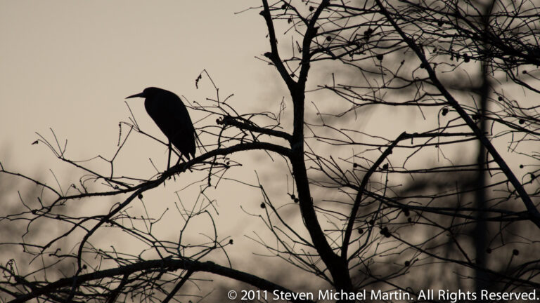 A dark, pointed-billed bird perches in silhouette on a bare branch against a pale sky.