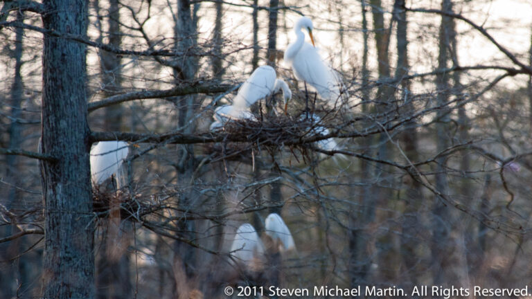 Several white egrets perch at different heights in a tangle of dark branches.