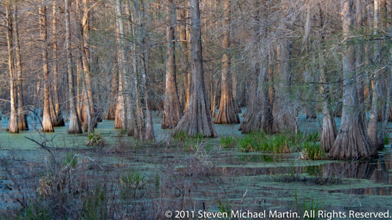 A wide cypress stand rises from duckweed-covered water with scattered reeds and open channels.