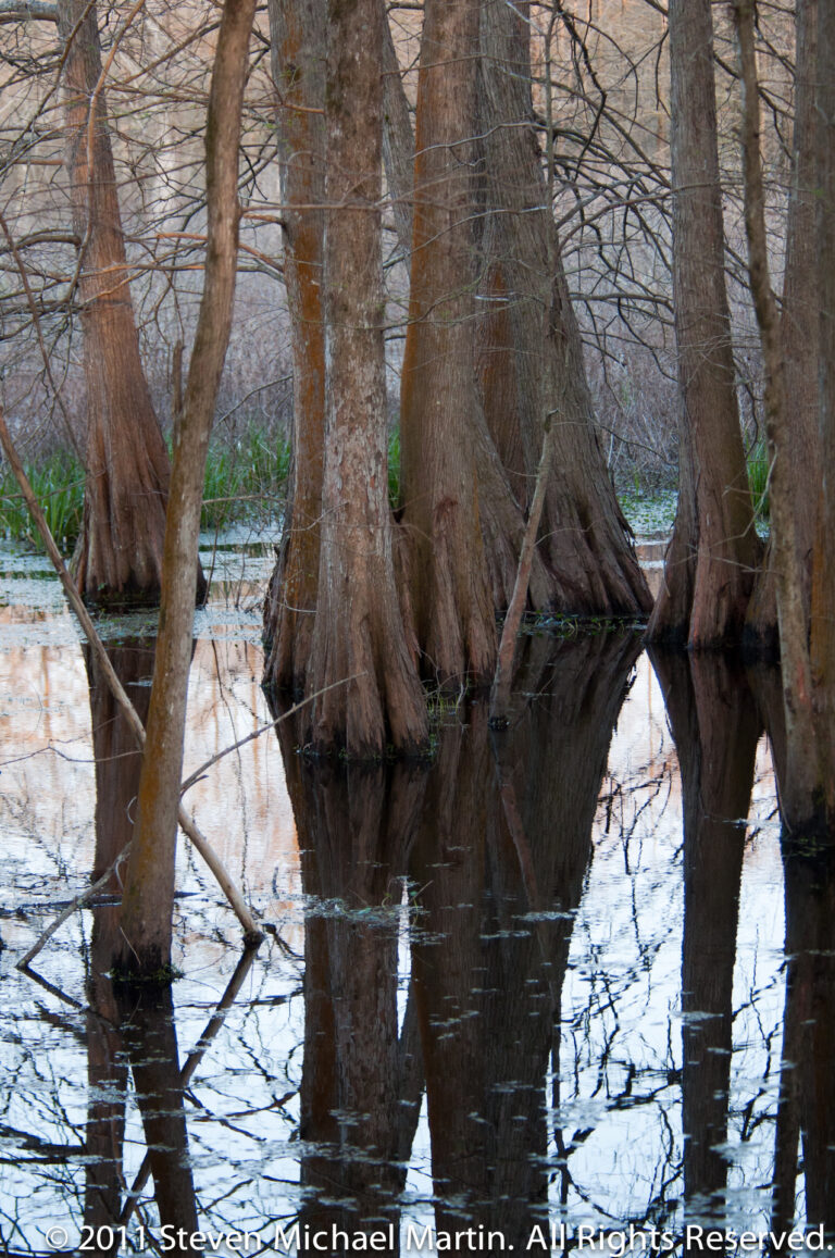 Several cypress trunks and flared roots reflect in still, shallow swamp water crossed by branches.