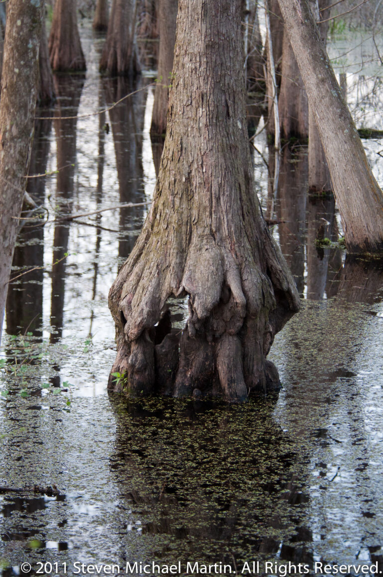 Flared cypress roots and knobby knees descend into shallow water beside floating vegetation.