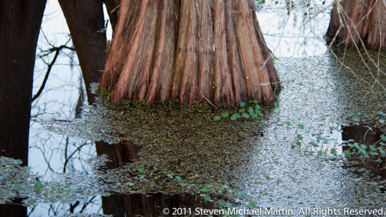 A broad reddish cypress base flares into reflective water edged with floating green plants.