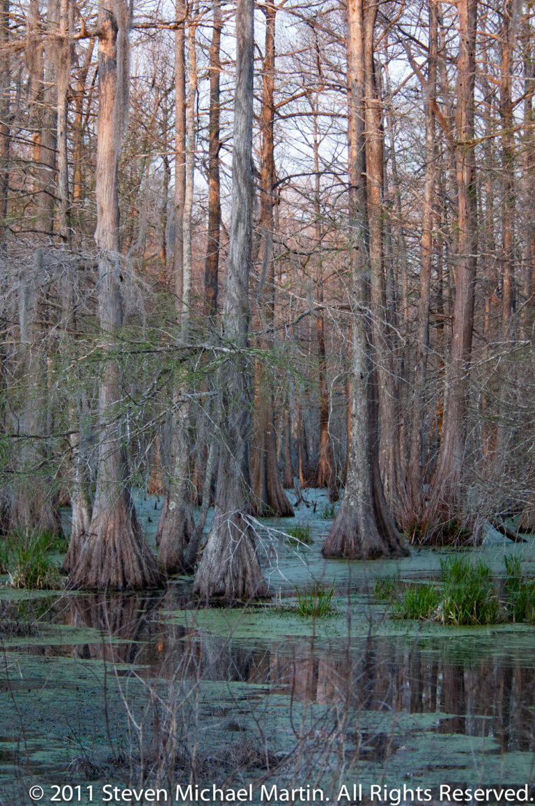 Bald cypress trunks and flared knees rise from shallow duckweed-covered water in a leafless swamp.