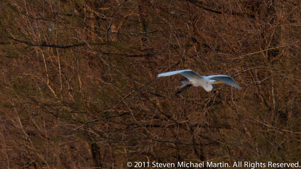 A white egret flies across a backdrop of leafless trees with its wings outstretched and legs trailing.