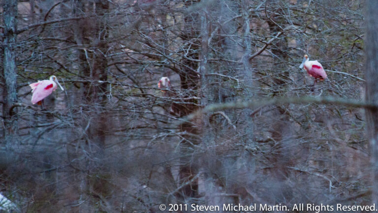 Two pink roseate spoonbills perch at separate heights among bare branches, with a pale bird behind them.