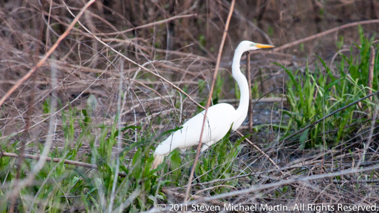 A white great egret stands among green marsh grass and brown reeds, facing right.