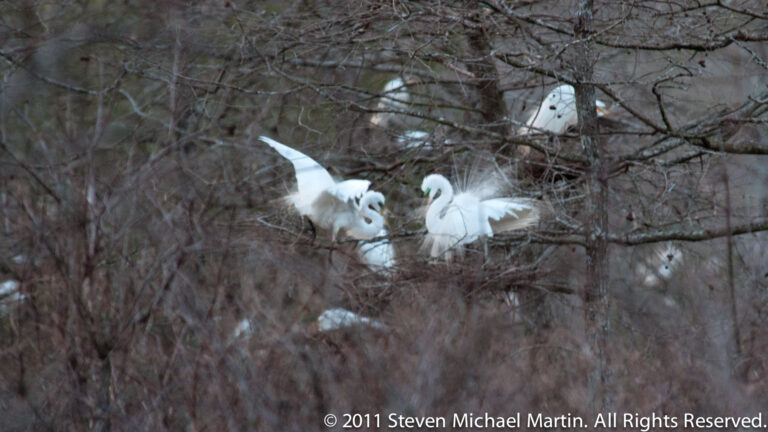 Several white egrets occupy tangled branches, with two in the foreground raising their wings toward each other.