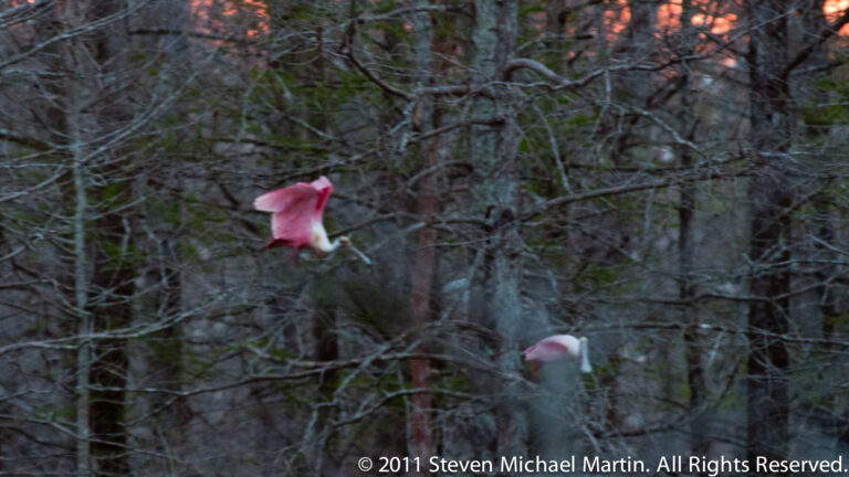 A pink roseate spoonbill perches among bare branches, partly screened by twigs.