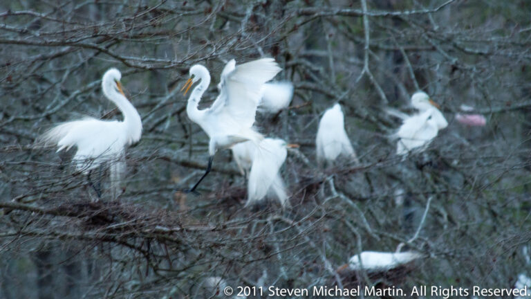 Two white egrets face each other among branches as one raises its wings in a display.