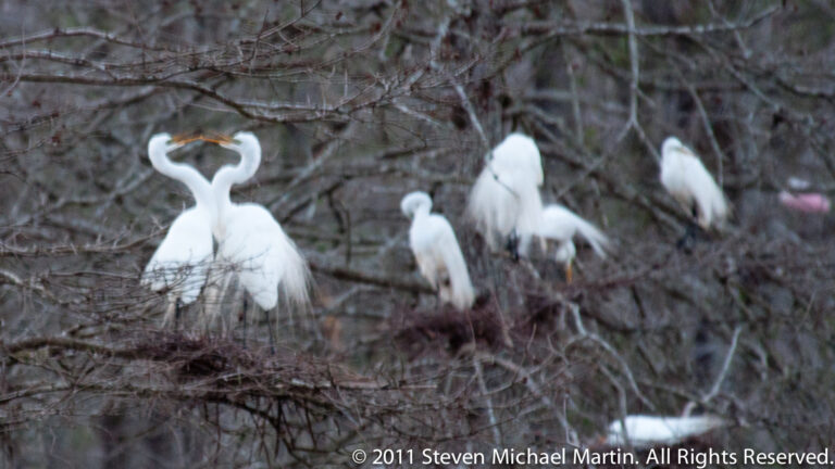 Several white egrets stand and preen among a dense network of leafless nesting branches.