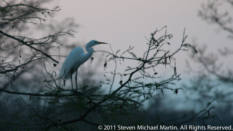 A white great egret with a curved neck and yellow bill perches among thin bare branches.