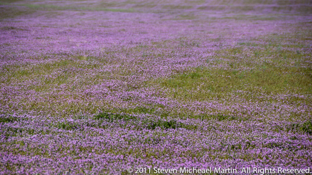 Small purple flowers form a dense carpet across a grassy meadow.