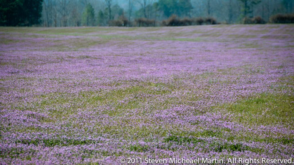 A wide purple-flowered meadow stretches toward a distant line of leafless trees.