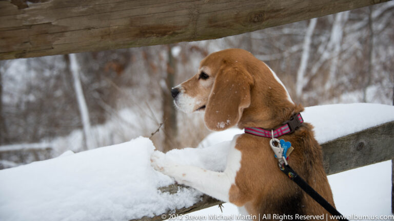 A brown-and-white beagle rests its paws on a snowy wooden bridge rail and looks left.