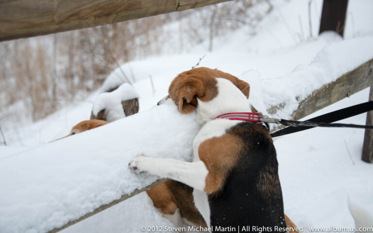 A tricolor beagle leans over a snow-covered wooden railing, with another dog partly visible below.