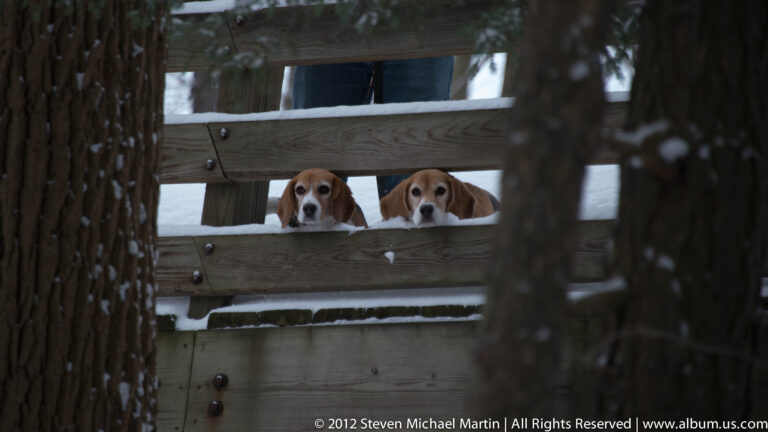 Two beagles look through snow-dusted horizontal rails, framed by blurred trees. in a snowy woodland setting