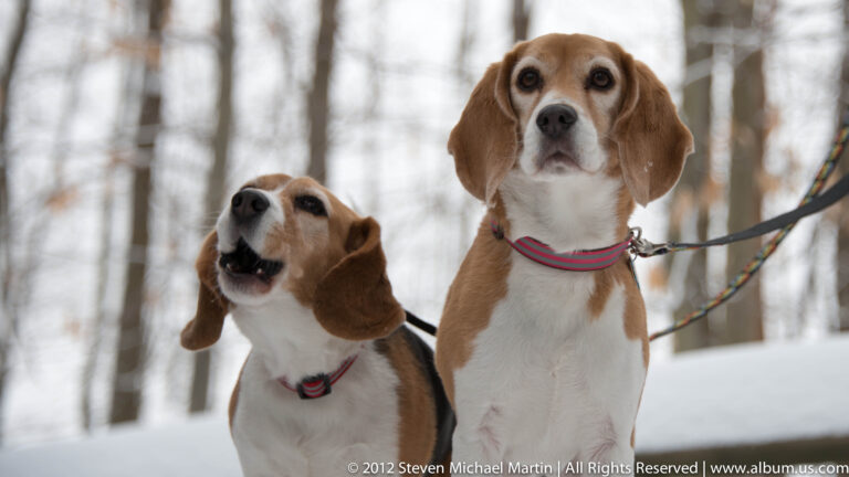 Two beagles stand in snow; one barks while the other faces the camera.