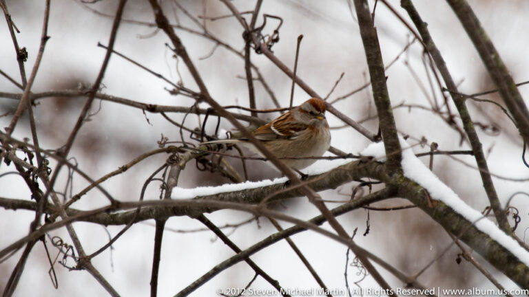 A brown streaked songbird perches on bare twigs against a softly blurred snowy background.