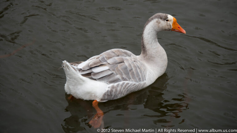 A gray-and-white goose with an orange bill floats on dark water. with its body reflected faintly in the water