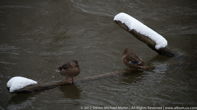 Two female mallards stand in shallow water beside a snow-covered branch. in a winter creek