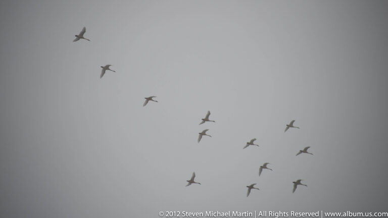 A scattered flock of dark birds flies diagonally across a uniform gray sky.